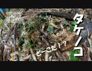 【第122回】タケノコ探しとソメイヨシノとみかんごはん