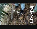 【第123回】タケノコほりとみかんごはんと謎の柑橘