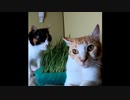 【いいとこどり】初めての猫草＆ぶさかわ猫（変顔）