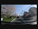 丸塚桜