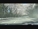 再び箱根ターンパイクに桜を見に行く動画