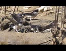 イワツバメを眺める