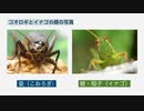 昆虫食が始まりました！絶対にコオロギ食べないと決めている人だけ見てください。
