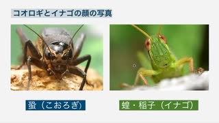 昆虫食が始まりました！絶対にコオロギ食べないと決めている人だけ見てください。