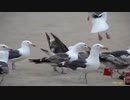 ホモと見る鳥に下剤を飲ませた結果