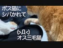 生意気オス三毛猫、ボス猫にシバかれる