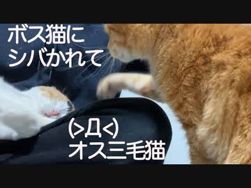 生意気オス三毛猫、ボス猫にシバかれる