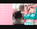 クリスのハムスターの日常。5