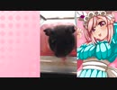 クリスのハムスターの日常。6