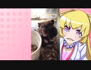 ヒヨリちゃんのハムスターの日常。5