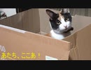 あたち、ここあ！