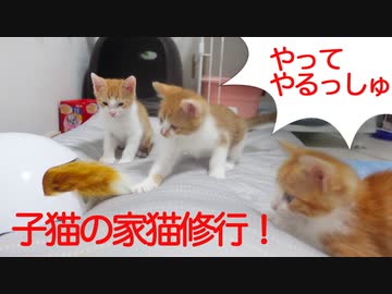 子猫たちの試練！不審な猫型おじいちゃん