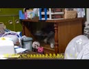 ここあの悪行part１～お菓子棚での攻防～