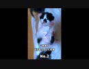 子猫の何番の変身がお好き？最後すごいの撮れましたw