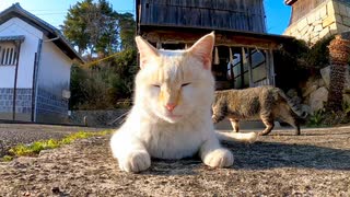 海の近くの神社でよく喋る猫に出会った