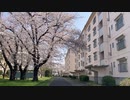 日本　関東　埼玉　　東坂戸団地　桜Higashi Sakado danchi Sakado Saitama Kanto JapanCherry blossomsApr.2022