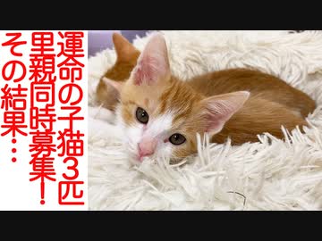 運命の保護子猫3匹里親同時募集！その結果…