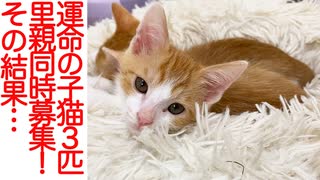 運命の保護子猫3匹里親同時募集！その結果…