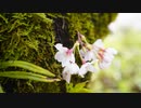 [TRANCE] Mixed by aki 2023/04/05 《FREE ONLY》