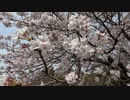 瀬田川の桜　(石山寺/南郷/瀬田) byGoPro