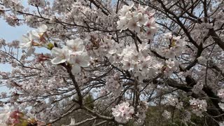 瀬田川の桜　(石山寺/南郷/瀬田) byGoPro