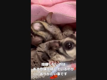 フクロモモンガ 】ひまわりの種あげる！ #おはモモンガ #蜜袋鼯 #슈가