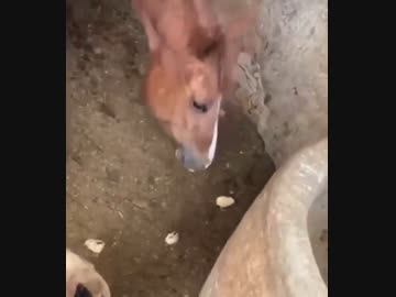 ホモと見る弱肉強食