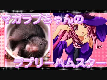 マガラブのハムスターの日常40
