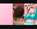クリスのハムスターの日常。7