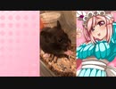 クリスのハムスターの日常。8