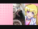 ヒヨリちゃんのハムスターの日常。7