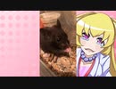 ヒヨリちゃんのハムスターの日常。8