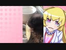 ヒヨリちゃんのハムスターの日常。9