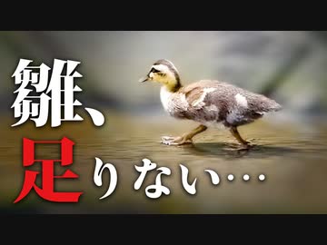 0610C②【カルガモ親子のヒナが減った】鯰に捕食された？家出の子は？餌の横取り　#カルガモ親子　#カモ 　#身近な生き物語