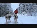 Man riding a husky powered sled, in middle of snow covered trees,