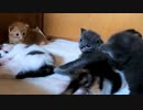 子猫は可愛くて変ということが分かる動画です　最後は叔母猫も変になる