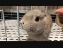 【ネザーランド】リンゴデビュー【うさぎ】