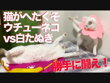 猫がへたくそ白猫コンビ、子猫姉妹にやらかす