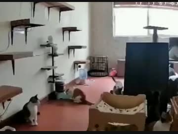 ホモと見るパニックになる猫を見てパニックになる猫