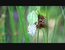 阿武祖- 五月蝉（feat.可不）
