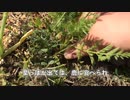 【自然農】去年の春に蒔いた人参　#収穫 #不耕起 #無農薬 #自然農 #無肥料