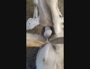 ホモと見る玉を挟まれて絶叫するヤギ