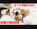 保護子猫姉妹、全ての里親トライアル先が決定する