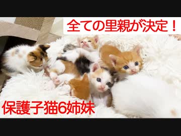 保護子猫姉妹、全ての里親トライアル先が決定する