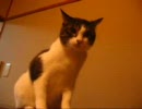 本気で猫に襲われてみた　part7