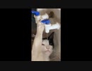 世界の衝撃的映像集Part94
