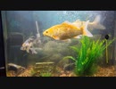 □fish