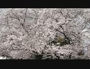 夢ねこ世界を喰らう #117 桜満開な石和温泉 2023年3月