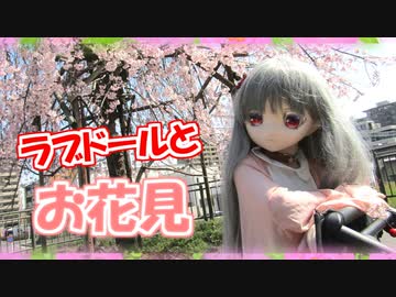 【ラブドールとの日常】ラブドールとお花見【ゆっくり解説・ゆっくり茶番劇】