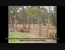Rockaway NJ Tree Service